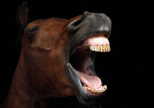 Horse needing dental treatment