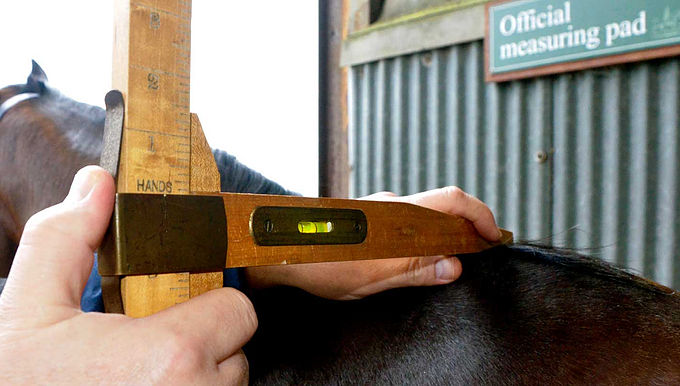 Measurement Procedure for Horses and Ponies