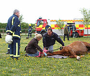 Horse receiving Emergency treatment