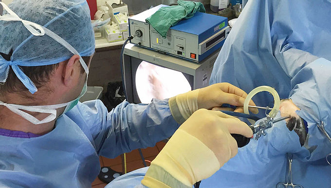 Equine Specialist Surgery
