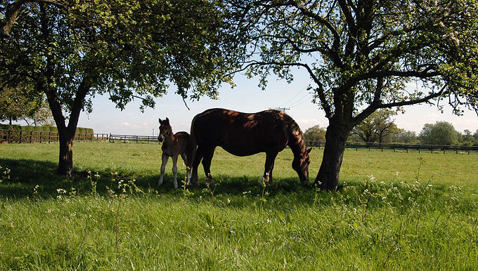 Artificial Insemination